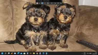 Captura de tela demonstrativa de uso do PicPick. Na captura está sendo mostrada uma área de trabalho no Windows 11 e as opções disponíveis do programa para gravação de vídeo. O fundo da área de trabalho mostra 2 yorkshires filhotes.