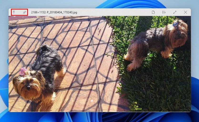 Captura de tela demonstrativa do Quick Look para Windows mostrando o destaque para os botões "sempre no topo" e para o botão de fixar a visualização impedindo o fechamento da imagem.